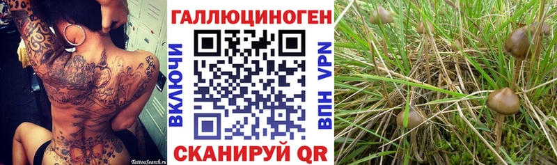 mega ссылка  Козельск  Псилоцибиновые грибы MAGIC MUSHROOMS  цены наркотик 